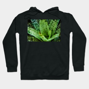 Striped Leaves Hoodie